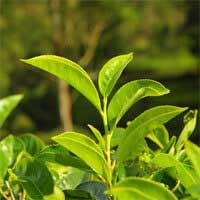 Green Tea Leaf Extract