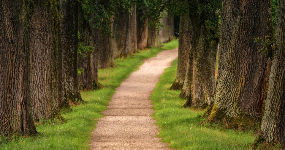 A grass and gravel path running between tall trees