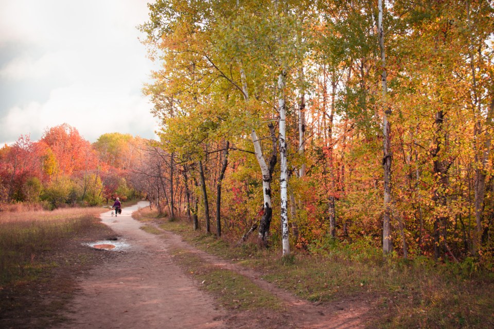 An autumn trail with a walker in the distance