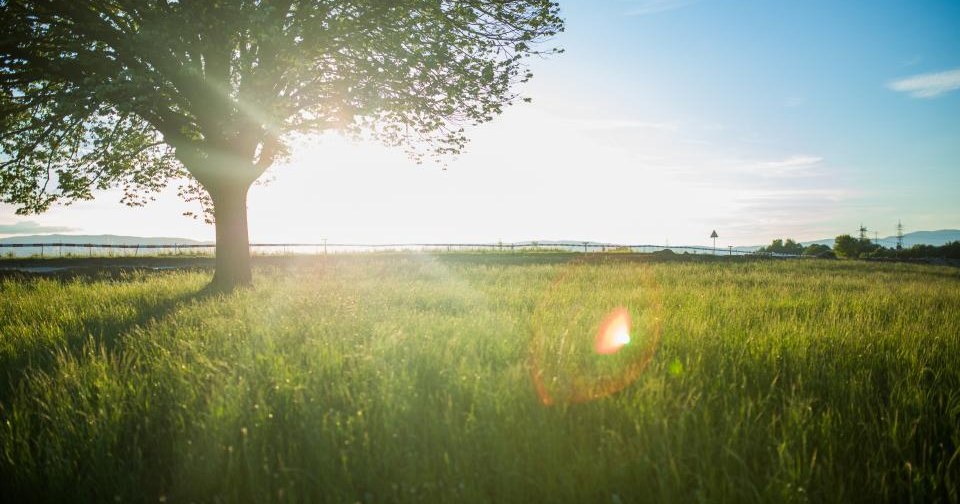 Warm sunlight shining through a tree over a green field